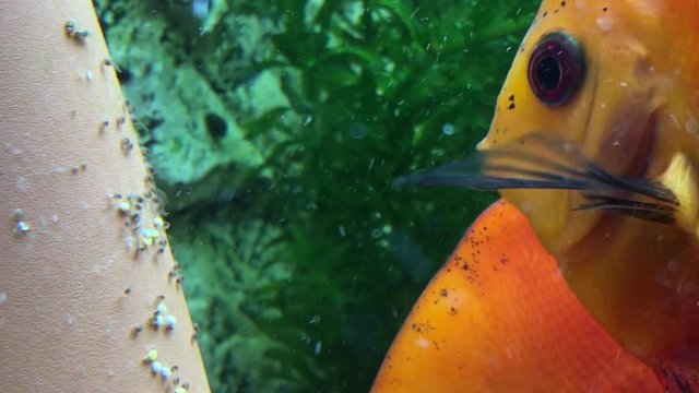Diskusfische mit frisch geschl&uuml;pfte Babys, Fische