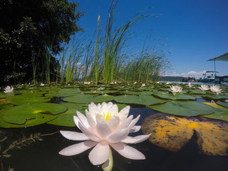 Seerosen am Wörther See (Kärnten) © Harald Florian
