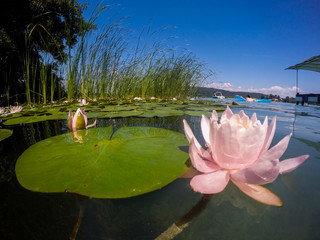 Seerosen am Wörther See (Kärnten) © Harald Florian