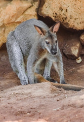 Bennett's wallaby portrait (Macropus rufogriseus) with rocks background