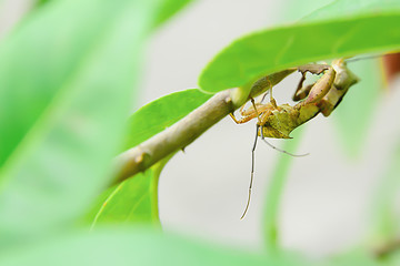 Insect pests are insects that eat insects together as food.