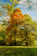 Fototapeta premium Autumn in the English Park - beautiful colors