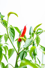 Small pepper growing on a pepper tree