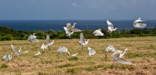 Egrets Take Off in Barbados