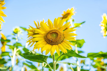 Sunflowers in summer sunshine