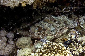 coral reef