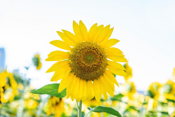 Sunflowers in summer sunshine