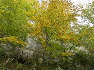La randonnée de Reigoldswil au vogelberg par la piste bordée de hautes falaises et blocs de rochers