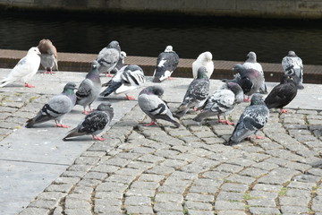 pikkende duiven op de kade van de Maas in Maastricht in Zuid-Limburg 