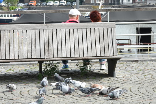 pikkende duiven bij een bankje met een ouder echtpaar op de kade van de Maas in Maastricht in Zuid-Limburg 