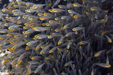school of glass fish