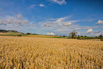 Ripening Barley Field