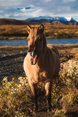 laughing icelandic horse