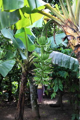 Obraz premium régime de bananes en fleur