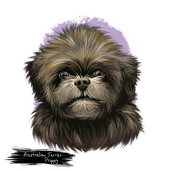 Australian Terrier puppy dog breed digital art illustration isolated on white. Popular pup portrait with text. Cute pet hand drawn portrait. Graphic clip art design.