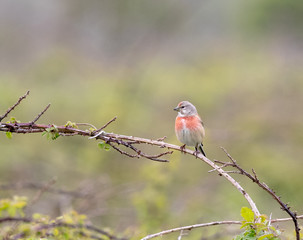 Male Common Linnet (Linaria cannabina)