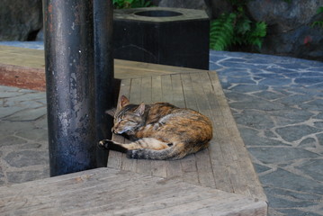 猫
