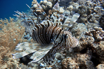 Coral reefs of Red Sea, Sharm el Sheikh, Egypt 