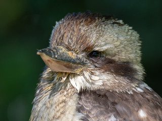 Laughing Kookaburra (Dacelo novaeguineae)
