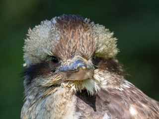 Laughing Kookaburra (Dacelo novaeguineae)