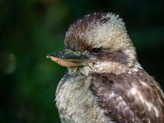 Laughing Kookaburra (Dacelo novaeguineae)