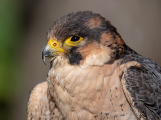 Barbary falcon (Falco pelegrinoides)