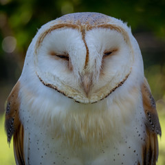 Western barn owl (Tyto alba)