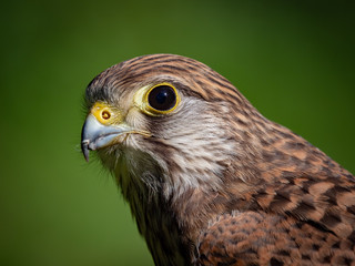 Harris's Hawk (Parabuteo Unicinctus)