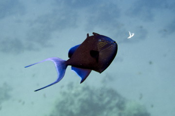 Coral reefs of Red Sea, Sharm el Sheikh, Egypt 