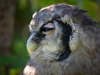 Verreaux's eagle-owl (Bubo Lacteus)