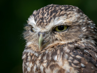 Burrowing owl (Athene cunicularia)