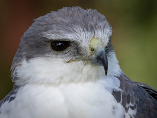 Variable hawk (Geranoaetus polyosomaa)