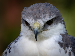 Variable hawk (Geranoaetus polyosomaa)