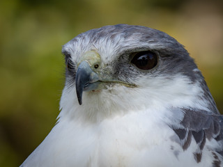 Variable hawk (Geranoaetus polyosomaa)