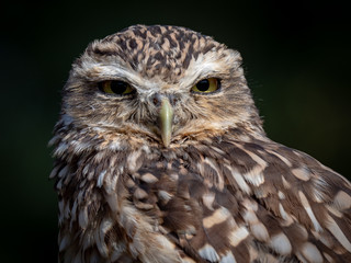 Burrowing owl (Athene cunicularia)