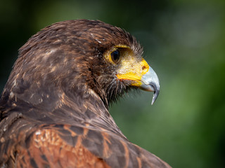 Harris's Hawk (Parabuteo Unicinctus)