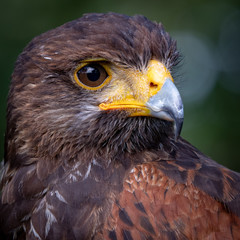 Harris's Hawk (Parabuteo Unicinctus)
