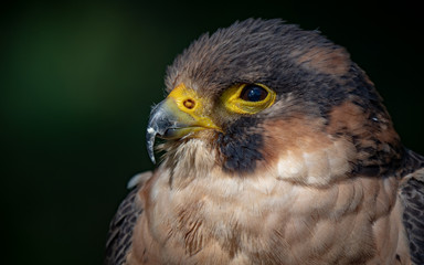 Barbary falcon (Falco pelegrinoides)