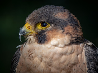 Barbary falcon (Falco pelegrinoides)