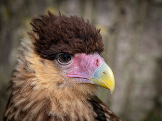Southern Crested Caracara (Caracara plancus)