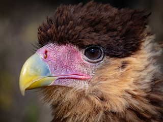 Southern Crested Caracara (Caracara plancus)