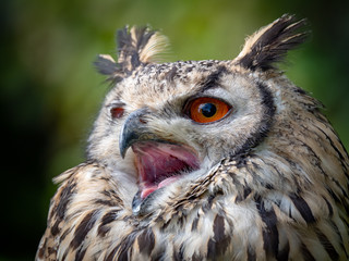  Indian eagle-owl (Bubo bengalensis)
