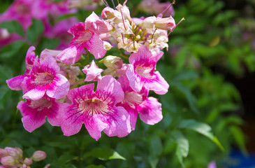 Zimbabwe creeper, Pink Trumpet Vine, Trumpet Vine (scientific name: Podranea ricasoliana) pink flowers bloom beautifully on a tree in the garden.
