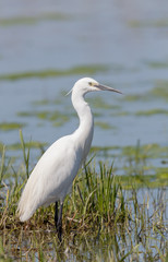 Little Egret