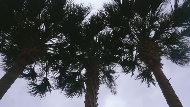Hurricane Approaches, Wind Against Palm Trees