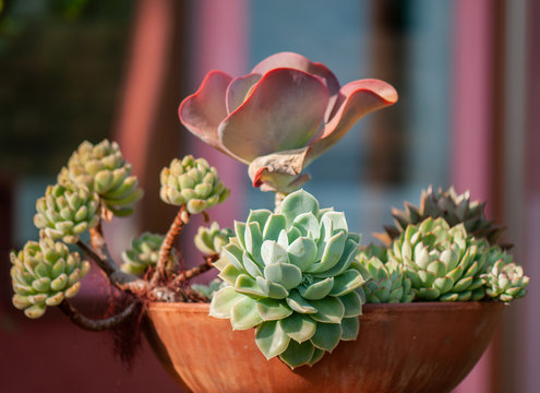 different succulent plants in a pot made of clay used as decoration in a winter garden