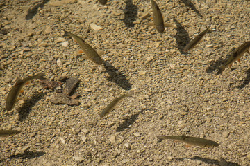 clear lake with fish shadow pattern #4