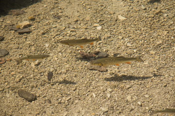 clear lake with fish shadow pattern #3