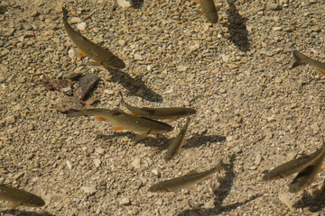 clear lake with fish shadow pattern #2