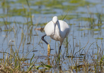 Little Egret